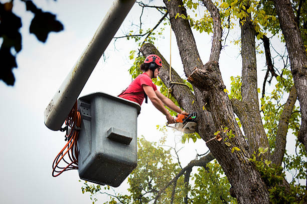 Trusted Lakewood Clu, MI Tree Service Experts